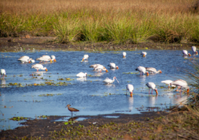 Machaba Gomoti Experience Safari Mvr 057