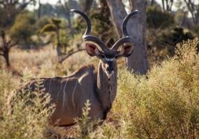 Machaba Safaris Experience Walking Safari 21