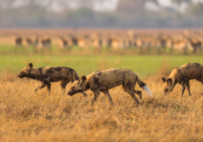 Machaba Safaris Experience Safari Highlights 24