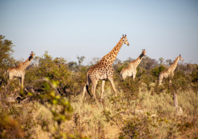 Machaba Safaris Experience Walking Safari 22