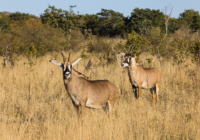 Machaba Gallery Experience Walking Safari Roan Antelope
