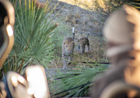 Machaba Gomoti Experience Safari Mvr 089