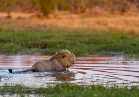 Machaba Destination Botswana Okavango Delta Gallery 16