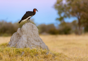 Machaba Safaris Experience Walking Safari 19