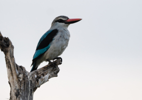 Machaba Safaris Web Wildlife Bird Safari Woodland Kingfisher