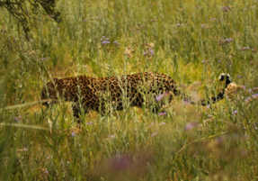 Machaba Safaris Web Wildlife Predators Leopard Moving Through Field