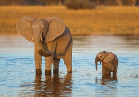 Machaba Safaris Experience Safari Mokoro Boat 09
