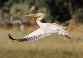 Machaba Safaris Web Wildlife Bird Safari Pelican Take Off