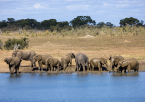 Machaba Gallery Wildlife Elephants Watering Hole