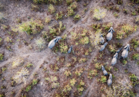 Machaba Safaris Web Destinations Chobe Elephants