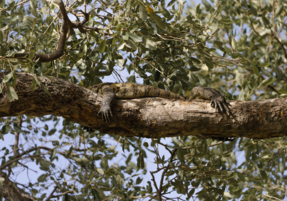 Machaba Safaris Web Wildlife Other Land Monitor Lizard