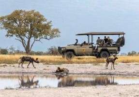 Machaba Safaris Experience Safari Game Drive 15