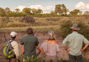 Machaba Safaris Experience Safari Highlights 10