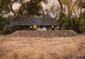 Machaba Botswana Okavango Delta Little Machaba Gallery Camp Lion Camp