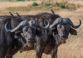 Machaba Safaris Web Wildlife Other Buffalo