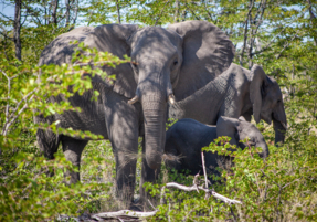 Machaba Safaris Experience Safari Game Drive 10