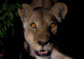 Machaba Safaris Experience Night Safari 19