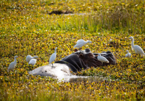 Machaba Safaris Experience Safari Birding 16