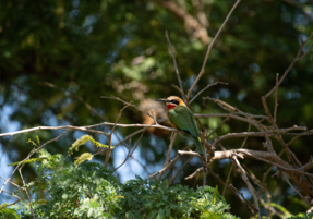 Machaba Safaris Experience Walking Safari 13