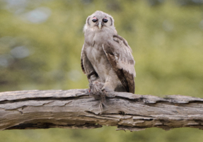 Machaba Safaris Web Experience Birding Safari Owl