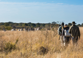 Machaba Gallery Experience Walking Safari