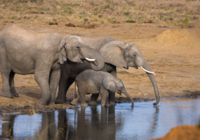 Machaba Gallery Wildlife Elephants Family