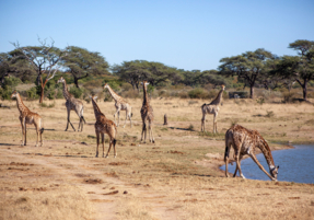 Machaba Safaris Destination Highlights 04