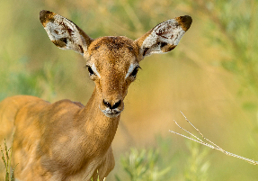 Machaba Safaris Wildlife Antilop