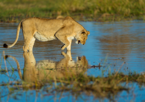 Machaba Safaris Wildlife Predator Lion Reflection Water