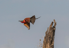 Machaba Safaris Web Experience Birding Safari Carmine Bee Eater