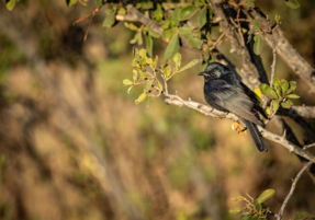 Machaba Gallery Birding Safari Black Fly Catcher