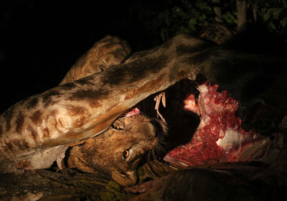 Machaba Safaris Web Experience Birding Safari Lion Feeding On Giraffe Kill