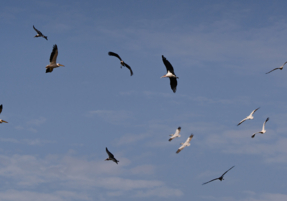 Machaba Safaris Web Wildlife Bird Safari Pelicans Sooring