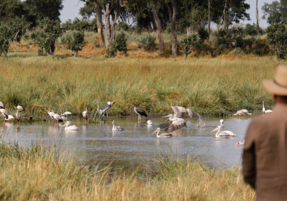 Machaba Safaris Web Experience Birding Safari Wading Birds