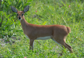 Machaba Safaris Web Wildlife Other Steenbok