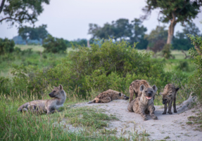 Machaba Safaris Web Wildlife Predators Hyenas Resting By Den