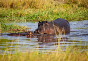 Machaba Machaba Experience Safari Mvr 027