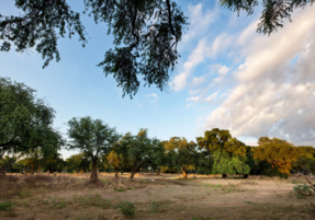 Machaba Destination Zimbabwe Mana Pools Park Gallery 09