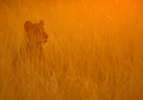 Machaba Safaris Experience Night Safari 12