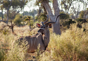 Machaba Gomoti Experience Safari Mvr 045