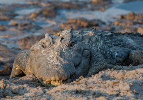 Machaba Safaris Web Wildlife Predators Crocodile Covered In Mud