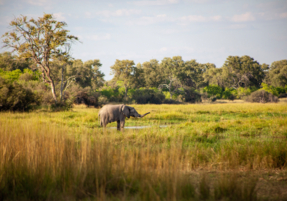 Machaba Safaris Experience Safari Mokoro Boat 17