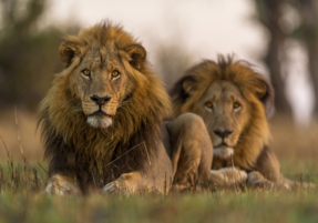 Machaba Safaris Wildlife Predator Lions