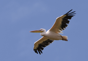 Machaba Safaris Web Wildlife Bird Safari Pelicans In Sky