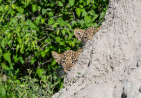 Machaba Safaris Web Wildlife Predators Inquisitive Leopard Cubs