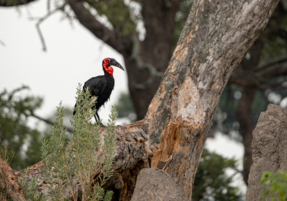 Machaba Safaris Web Wildlife Bird Safari Ground Hornbill