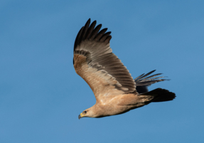 Machaba Safaris Web Experience Birding Safari Bird Of Prey