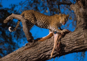 A Leopard Feasts On An Impala Kill High Up In The Trees