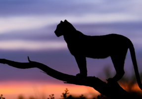 Machaba Safaris Experience Night Safari 02