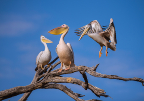 Machaba Safaris Experience Safari Mokoro Boat 16